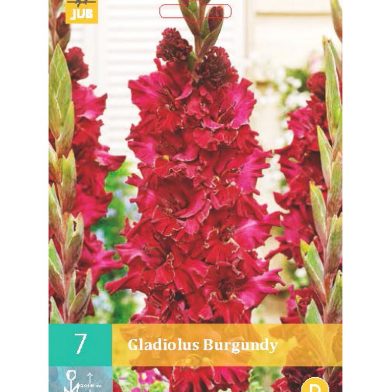 Gladiolus 'Burgundy'