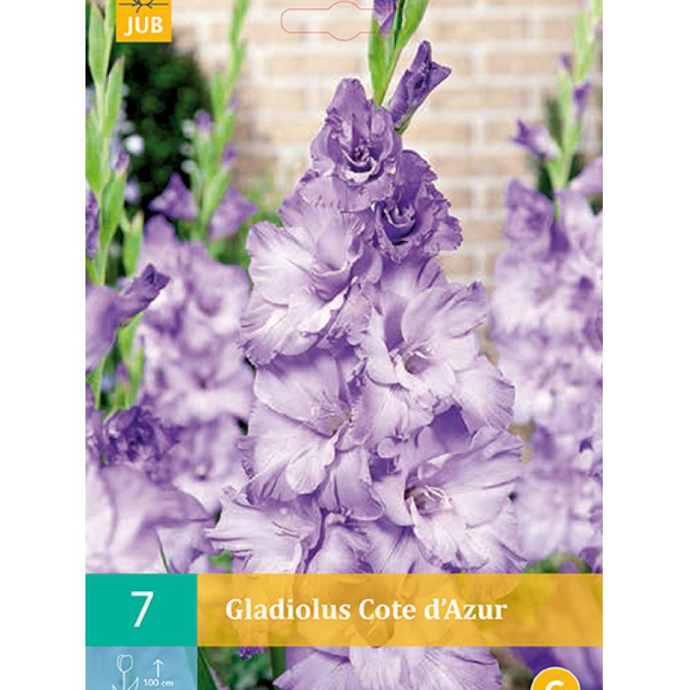 Gladiolus 'Cote D'Azur' (nr. 71)