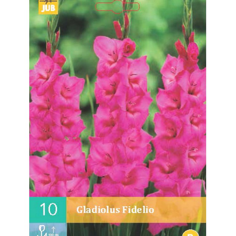 Gladiolus 'Fidelio'