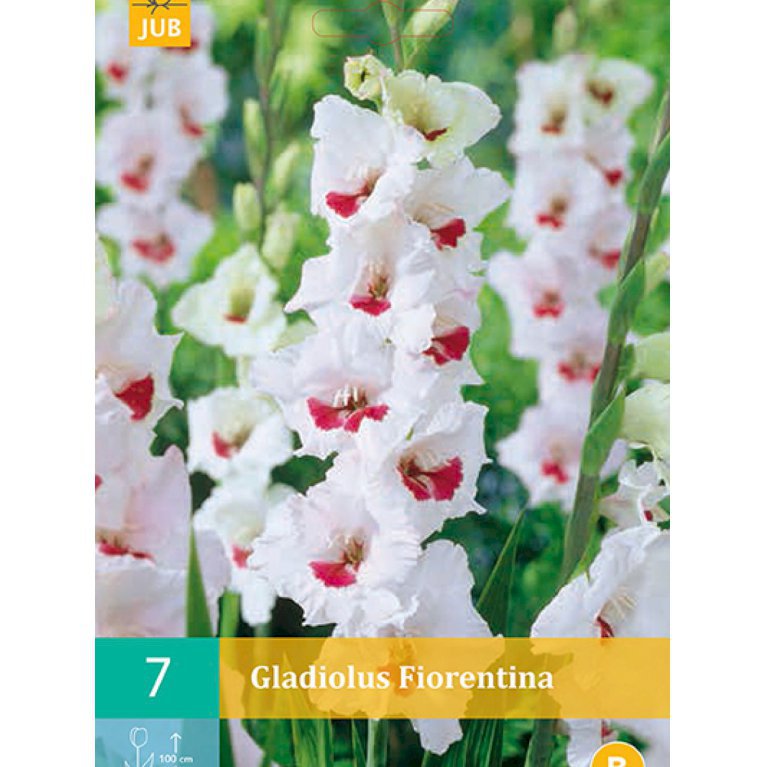 Gladiolus 'Fiorentina' (nr. 74)