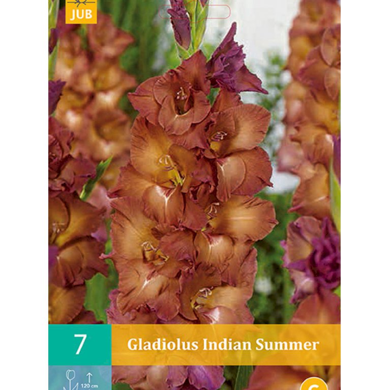 Gladiolus 'Indian Summer' (nr. 75)