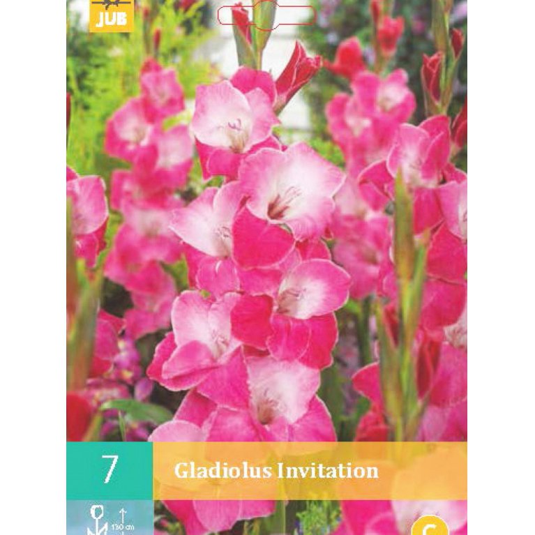 Gladiolus 'Invitation'