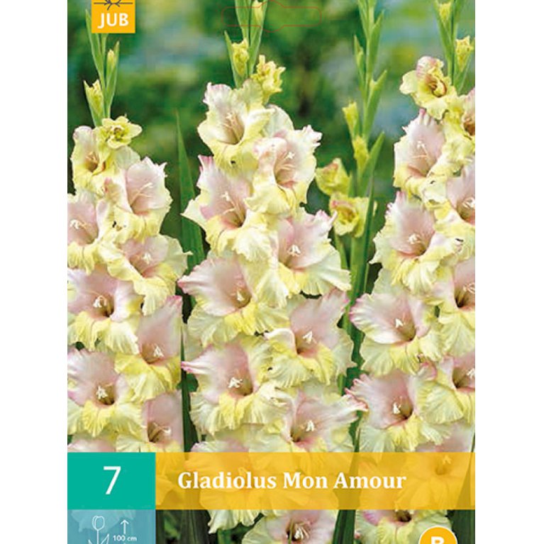Gladiolus 'Mon Amour' (nr. 77)