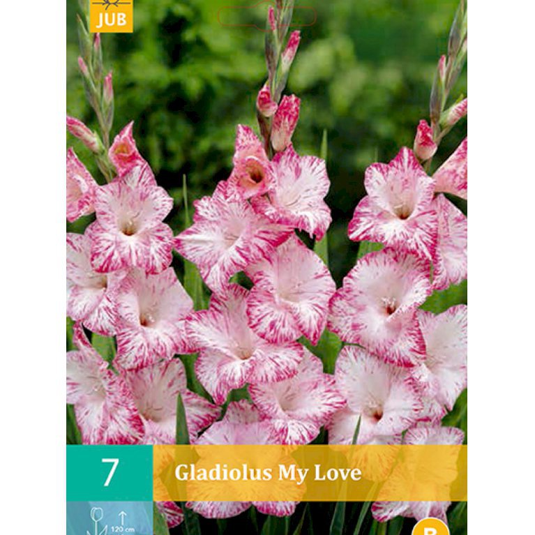 Gladiolus 'My Love' (nr. 78)