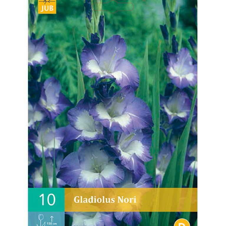 Gladiolus 'Nori' (nr. 79)