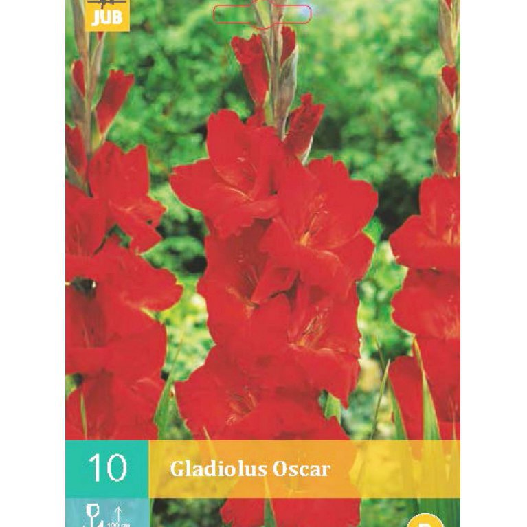 Gladiolus 'Oscar'
