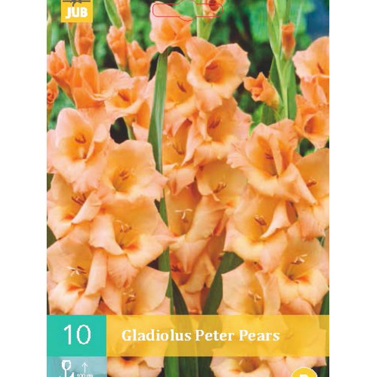 Gladiolus 'Peter Pears'