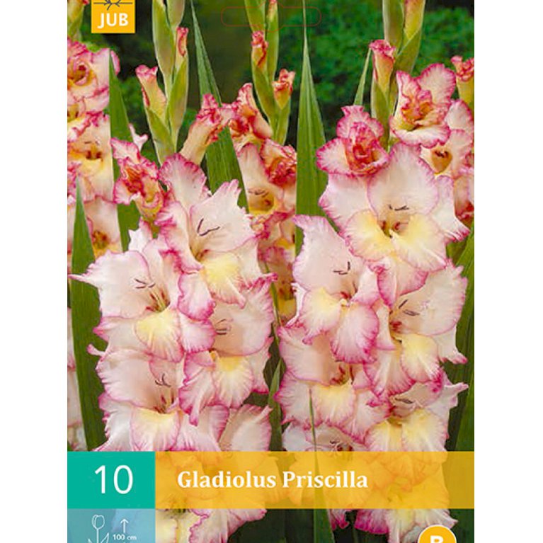Gladiolus 'Priscilla' (nr. 82)