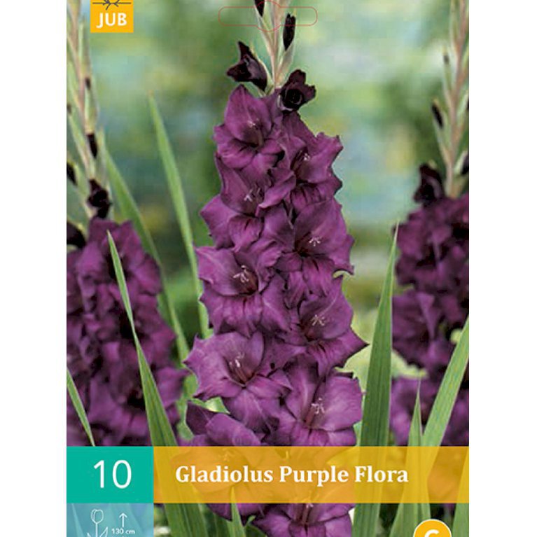 Gladiolus 'Purple Flora' (nr. 83)