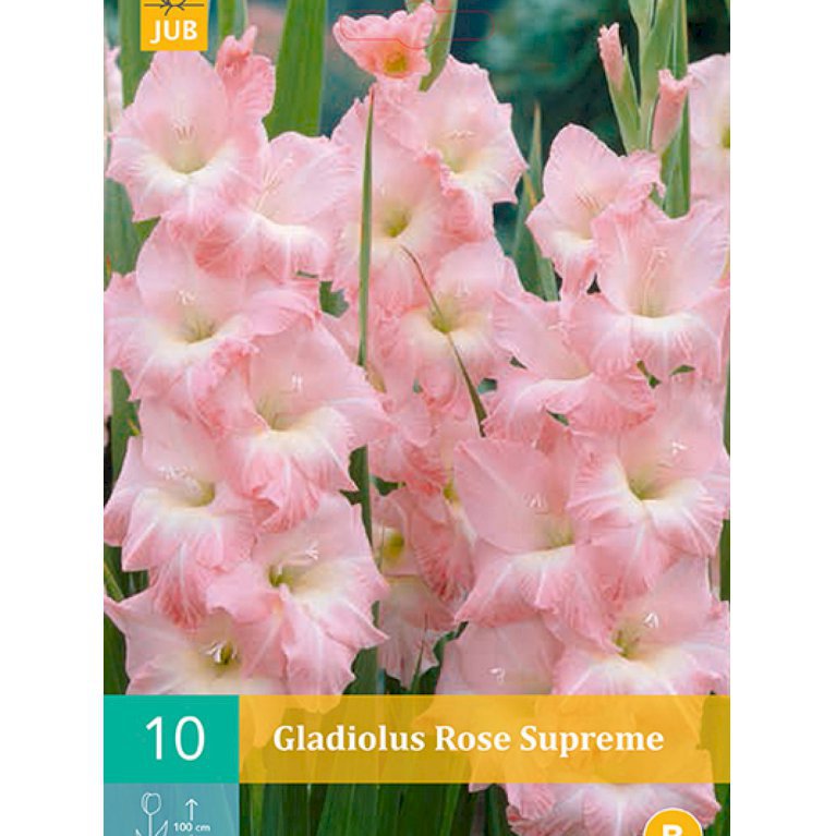 Gladiolus large 'Rose Supreme'