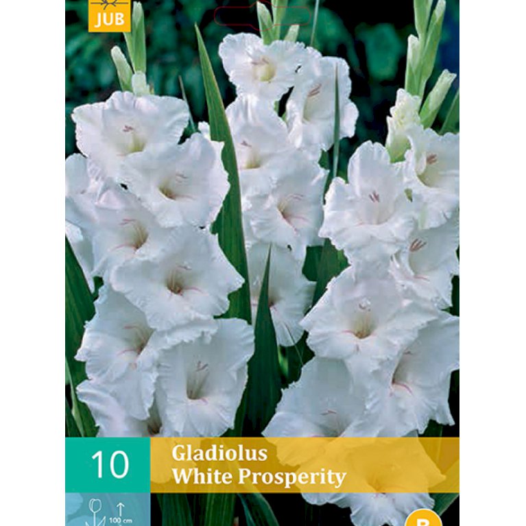 Gladiolus 'White Prosperity' (nr. 85)
