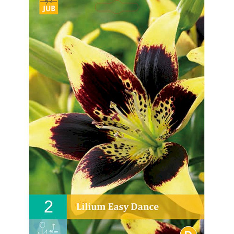Lilje, asiatisk 'Easy Dance' (nr. 87)