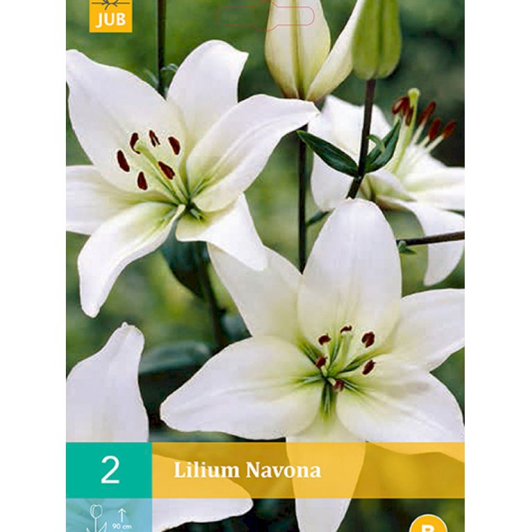 Lilje, asiatisk 'Navona' (nr. 90)