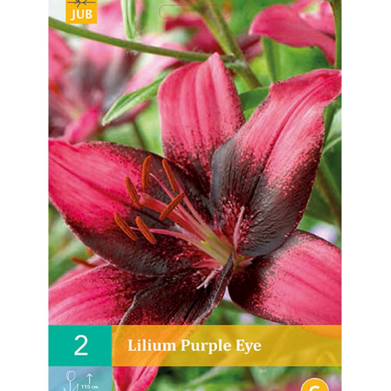 Lilje, asiatisk 'Purple Eye' (nr. 91)