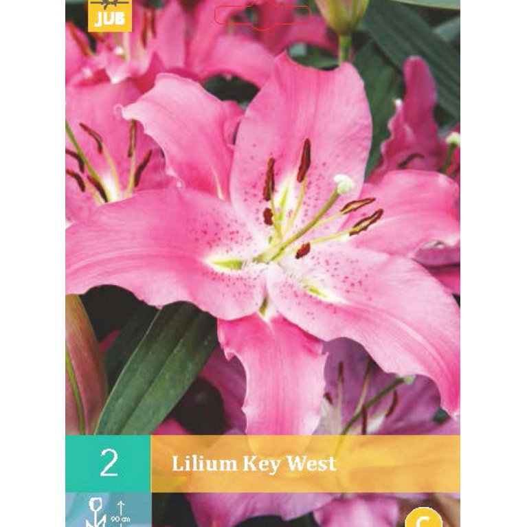 Lilje, orientalsk 'Key West'
