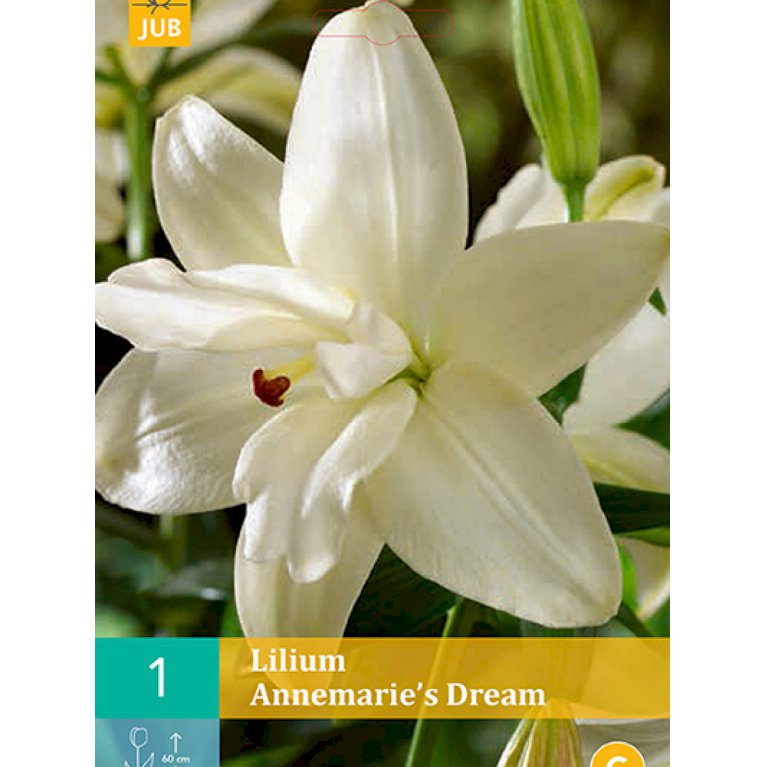 Lilje, asiatisk dobbelt 'Annemarie's Dream' (nr. 99)