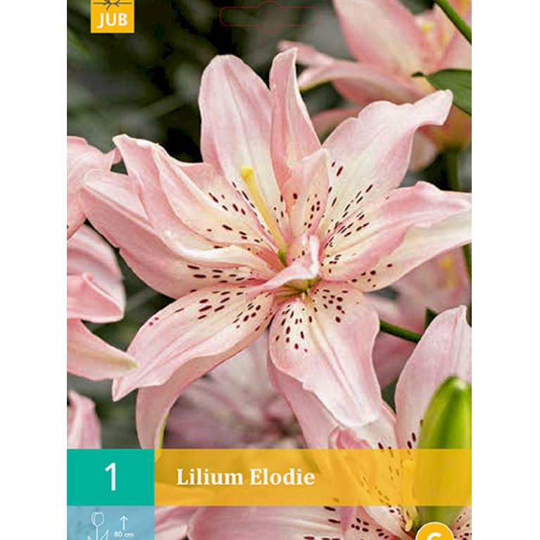 Lilje, asiatisk dobbelt 'Elodie' (nr. 101)
