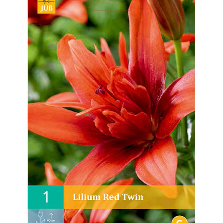 Lilje, asiatisk dobbelt 'Red Twin' (nr. 102)