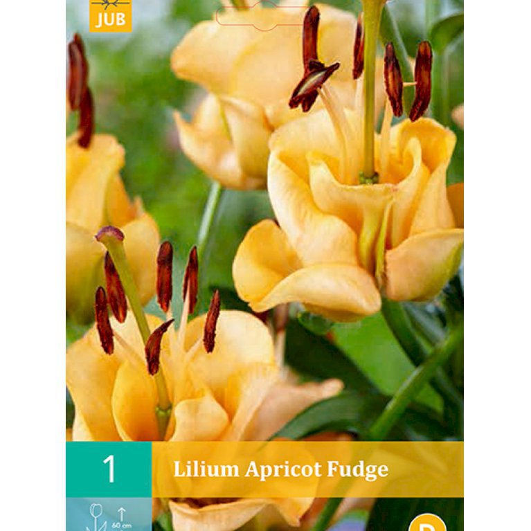 Lilium specia 'Apricot Fudge'