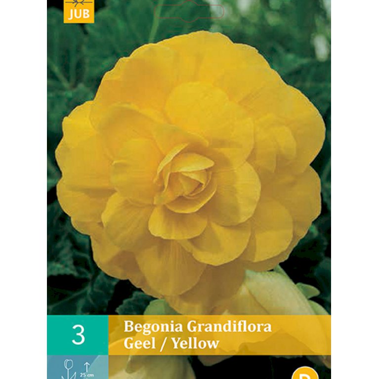 Begonia 'Grandiflora Yellow' (nr. 106)