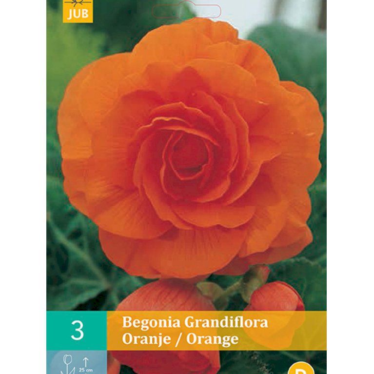 Begonia 'Grandiflora Orange' (nr. 107)