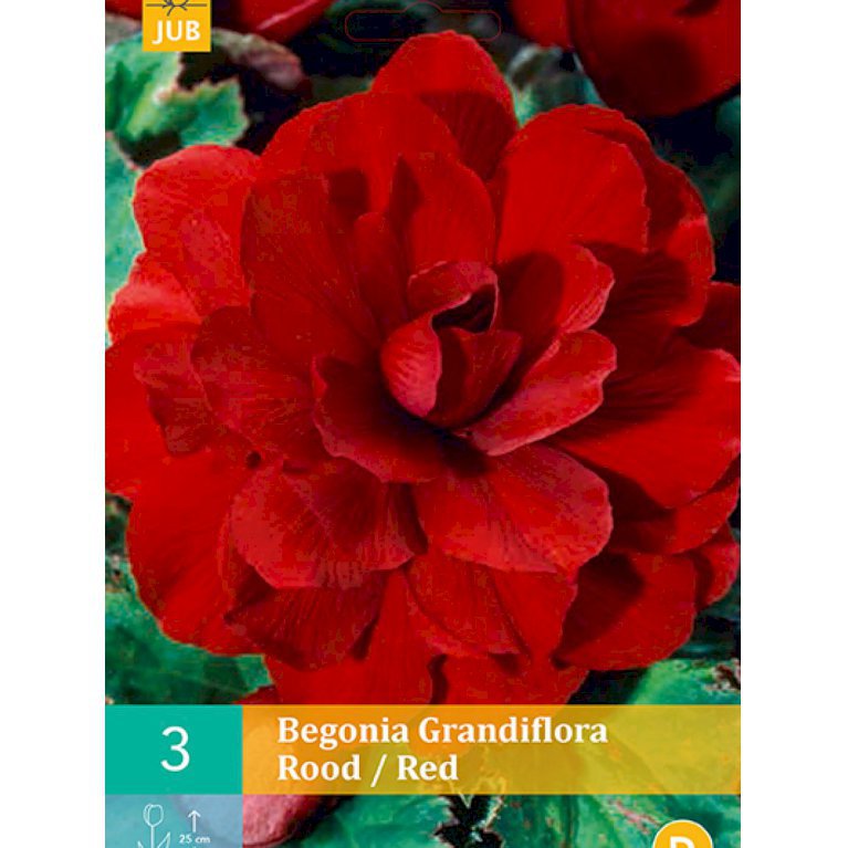Begonia 'Grandiflora Red' (nr. 108)