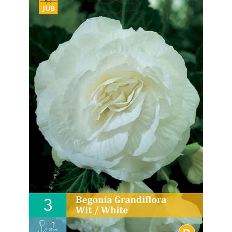Begonia 'Grandiflora White' (nr. 110)