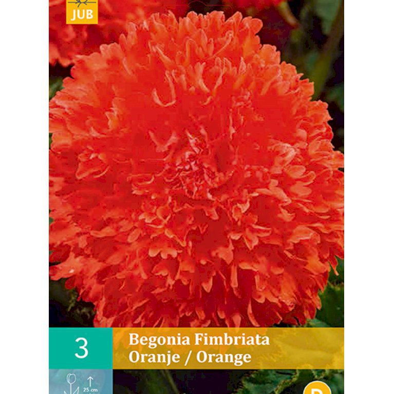 Begonia 'Fimbriata Orange' (nr. 112)