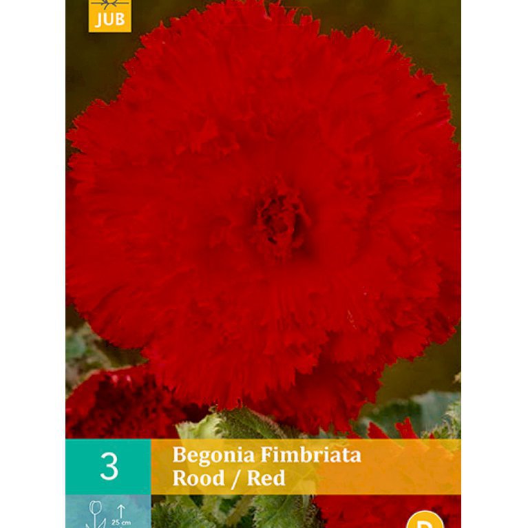 Begonia 'Fimbriata Red' (nr. 113)