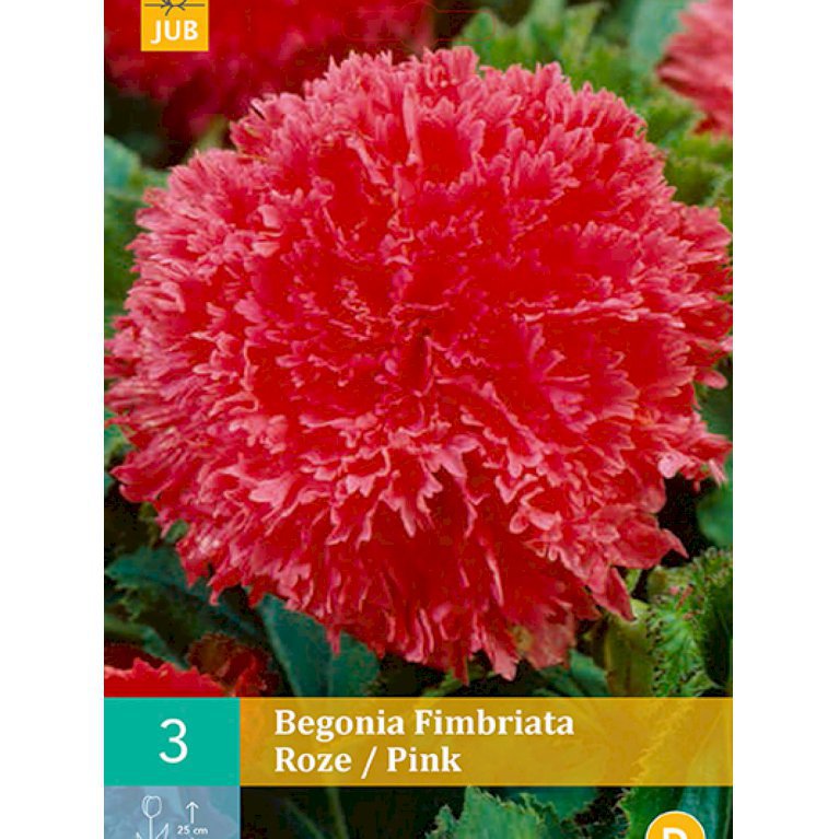 Begonia 'Fimbriata Pink' (nr. 114)