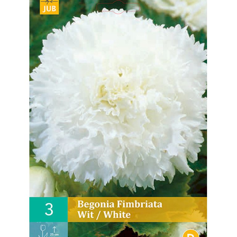 Begonia 'Fimbriata White' (nr. 115)