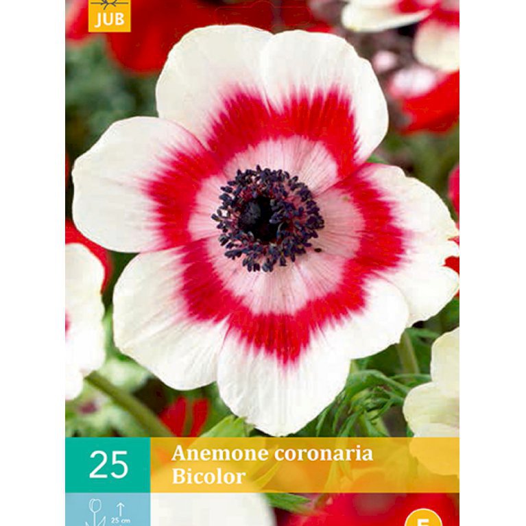 Anemone, Enkelt 'Bicolor' (nr. 116)