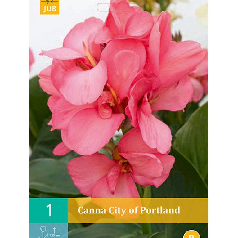 Canna 'City Of Portland' (nr. 125)