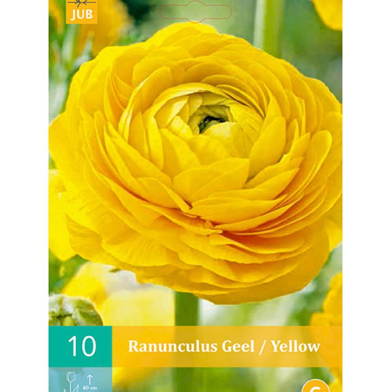 Ranunkel 'Yellow' (nr. 136)