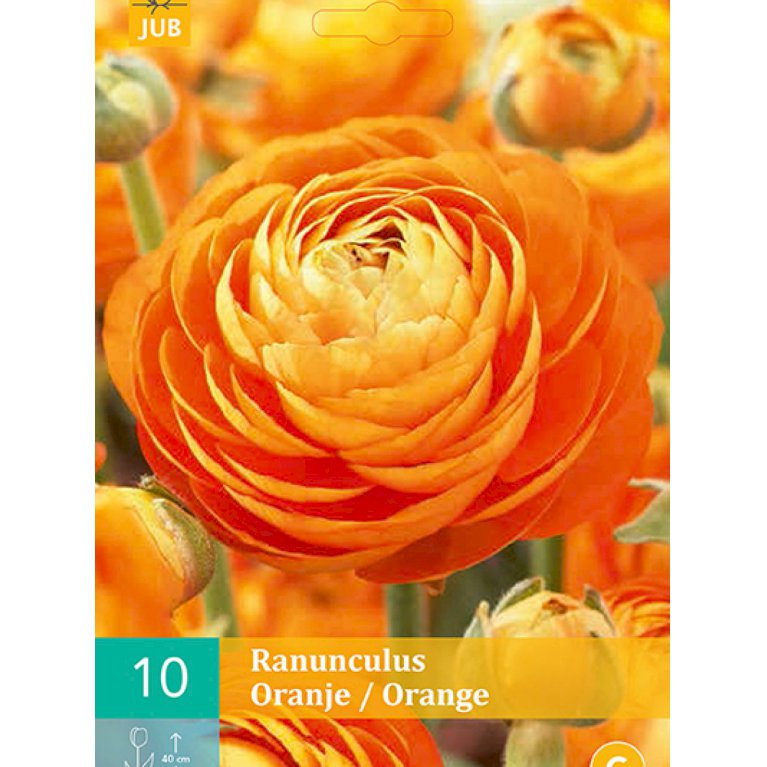 Ranunkel 'Orange' (nr. 137)