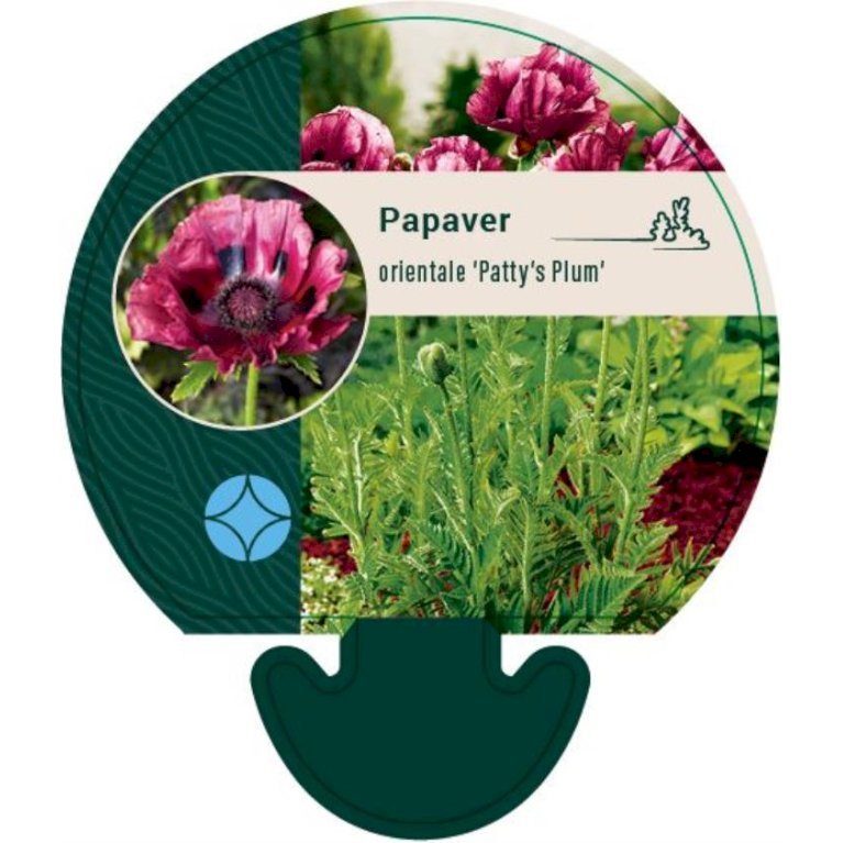 Kæmpevalmue 'Patty's Plum'