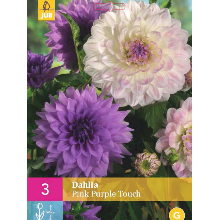 Dahlia 'Pink Purple Touch'