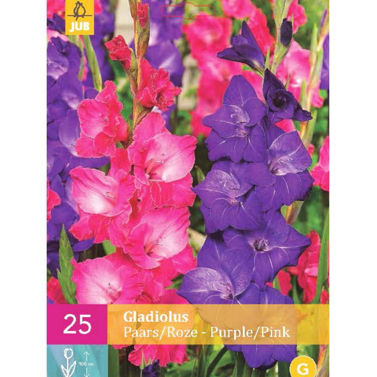 Gladiolus 'Purple-Pink'