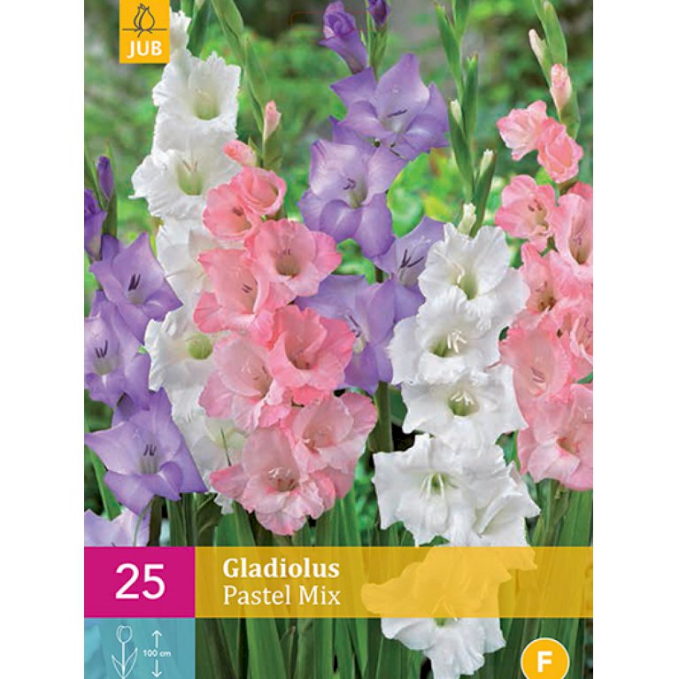 Gladiolus 'Pastel Mix' (nr. 211)