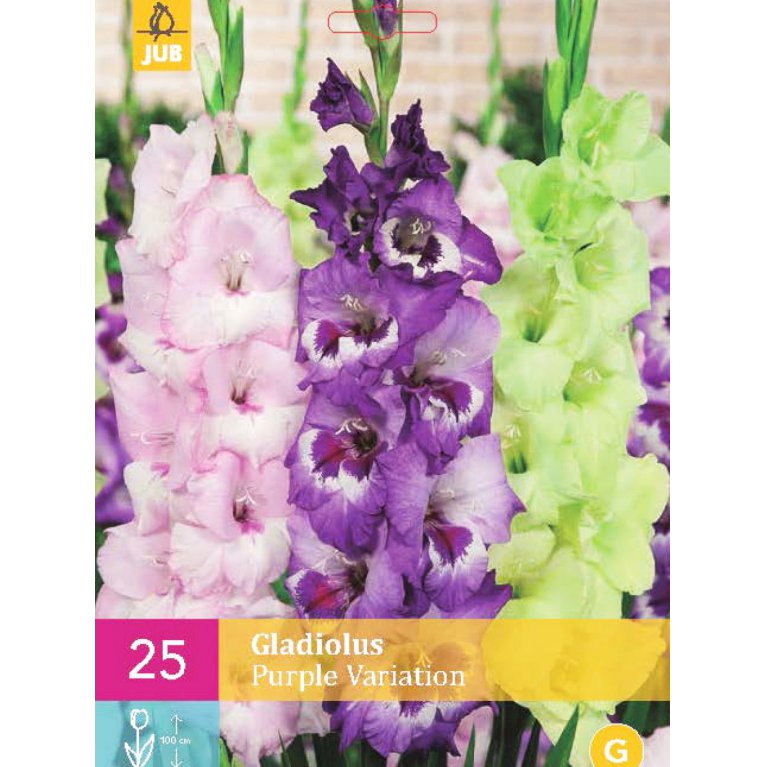 Gladiolus 'Purple Variation'