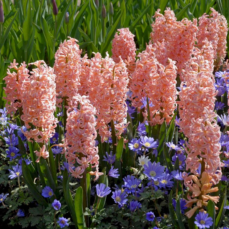 Hyacinth 'Gipsy Queen'