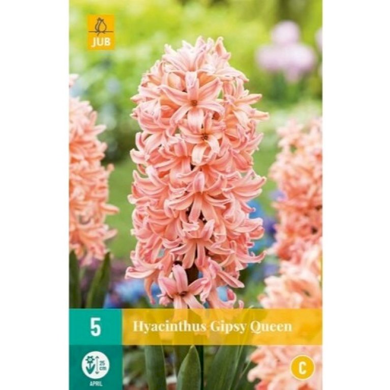 Hyacinth 'Gipsy Queen'