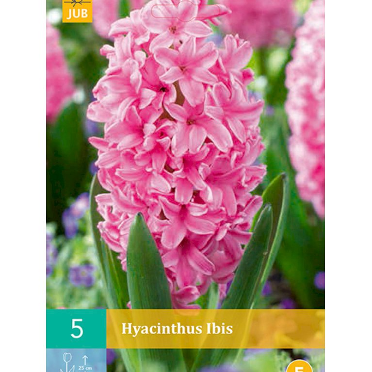 Hyacinth 'Ibis' (nr. E150)