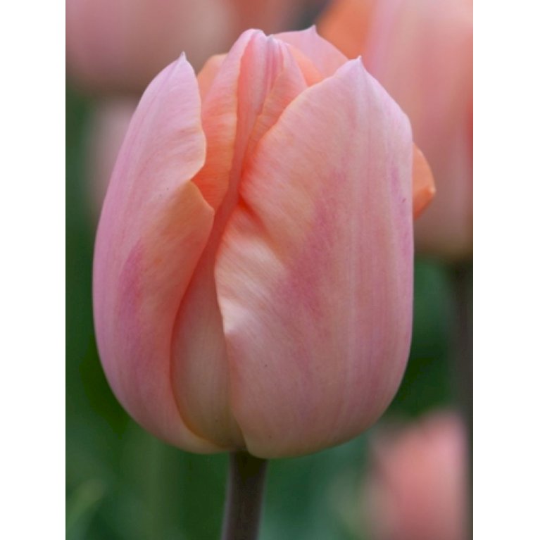 Tulips single early 'Apricot Magic'