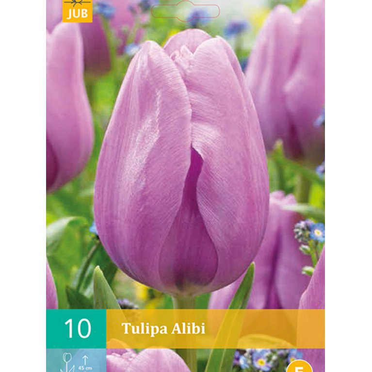 Tulipan Triumf 'Alibi' (nr. E47)
