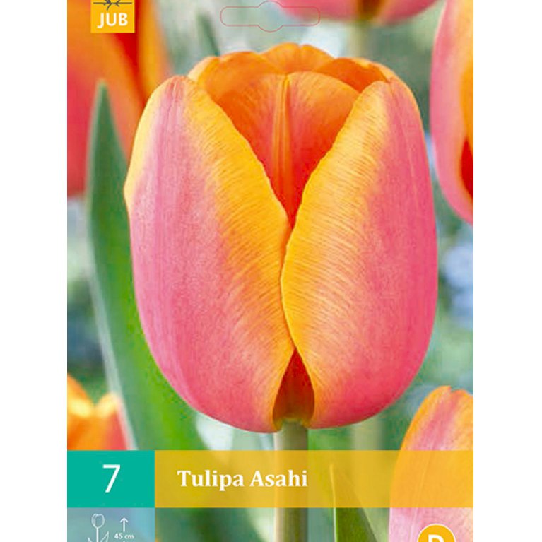 Tulipan Triumf 'Asahi' (nr. E48)