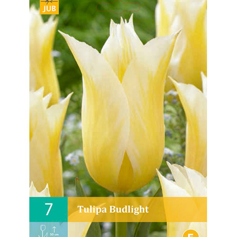 Liljeblomstrende tulipaner 'Budlight' (nr. E63)