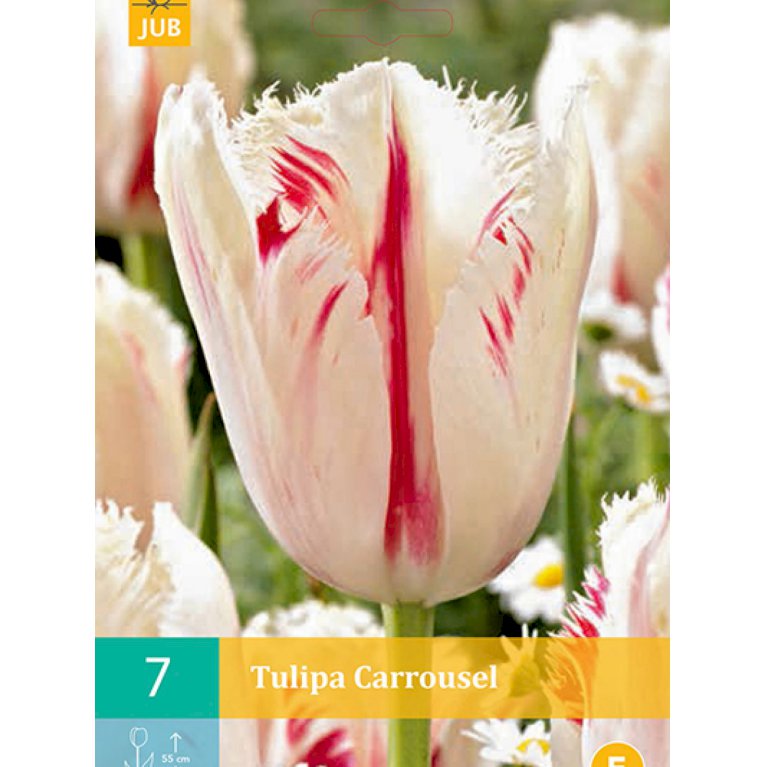 Crispa, frynset tulipan 'Carrousel' (nr. E68)