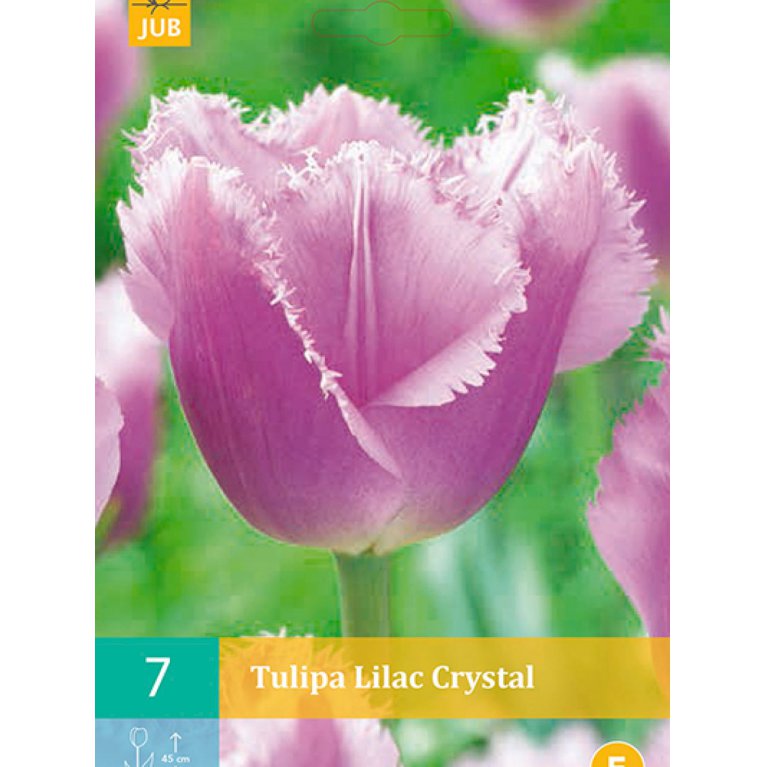 Crispa, frynset tulipan 'Lilac Crystal' (nr. E71)