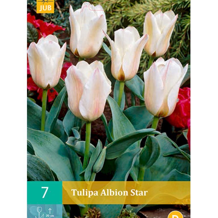 Greigii tulipaner 'Albion Star' (nr. E86)